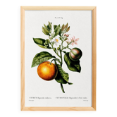 Poster about the lemon tree and its lemons