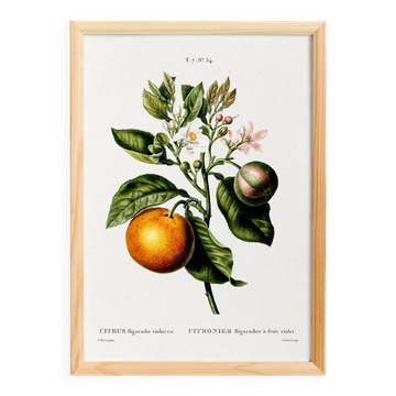 Poster about the lemon tree and its lemons