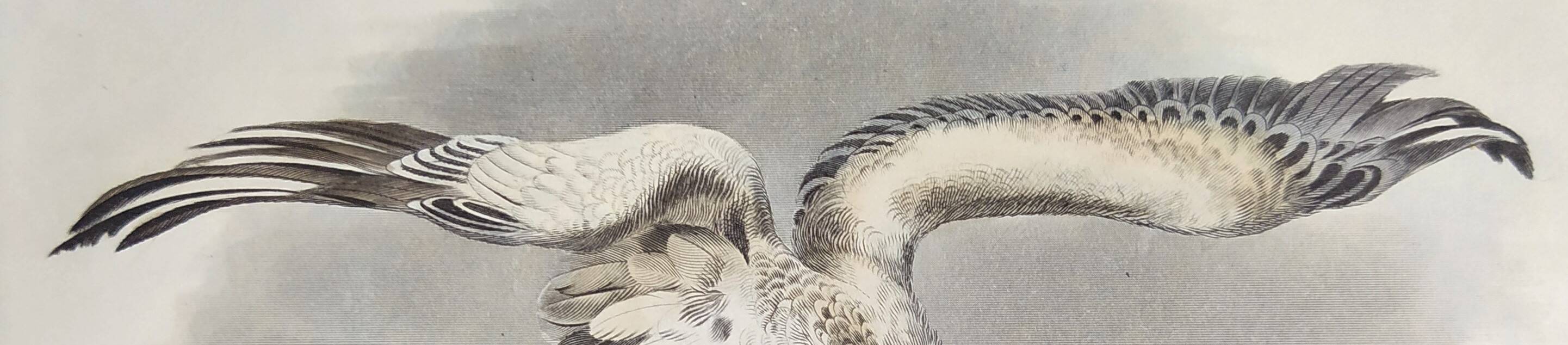 Ornithological Plate Buffon 1840 "Griffon Vulture & Royal Vulture"
