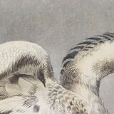 Planche Ornithologique Buffon 1840 "Vautour Fauve & Vautour Royal"