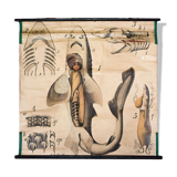 Affiche vintage du début du 20e siècle Paul Pfurtscheller zoologiques "poissons" 1902