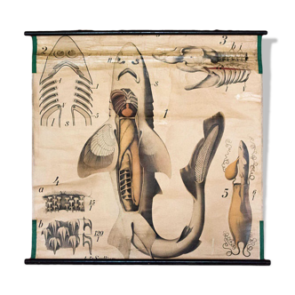 Affiche vintage du début du 20e siècle Paul Pfurtscheller zoologiques "poissons" 1902