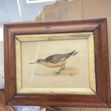 Lithographies couleur oiseaux encadrées