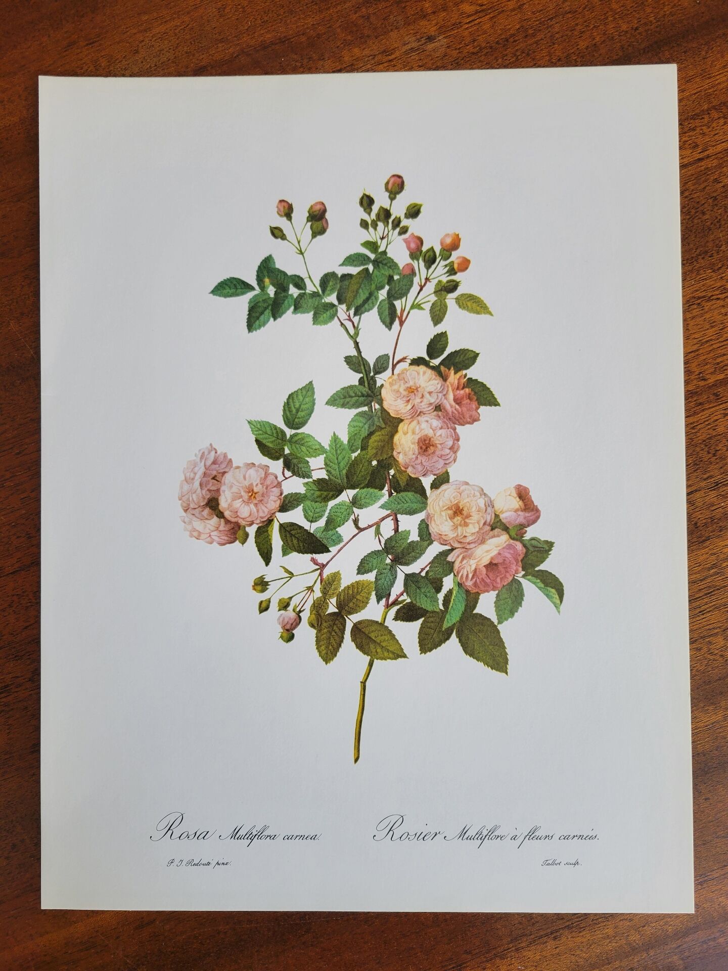 Botanical plate of Multiflora Rose, P. J. Redouté