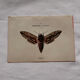 Gravure naturaliste  Papillon 19eme affiche botanique originale 1800