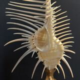 Cabinet of Curiosities shell comb of venus murex triremis on base