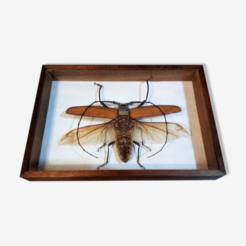 Insect frame Guyana 1960s