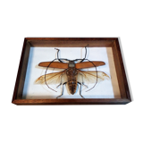 Insect frame Guyana 1960s