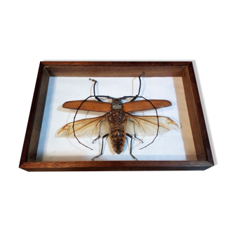 Cadre insecte Guyane 1960s