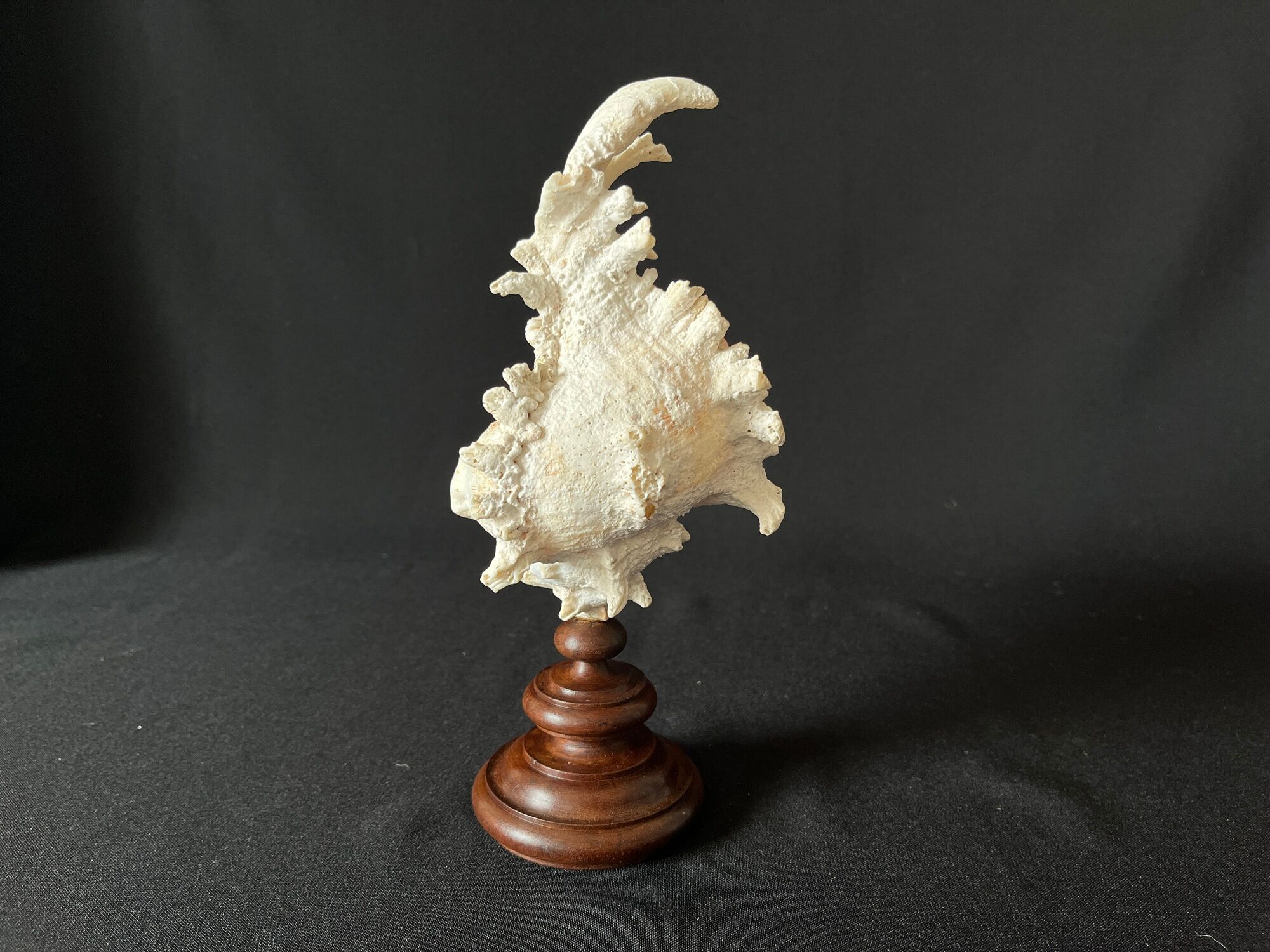Murex Ramosus shell on turned wooden boxwood base old cabinet of curiosities