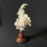 Murex Ramosus shell on turned wooden boxwood base old cabinet of curiosities