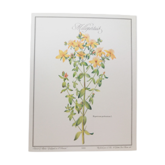Planche botanique Millepertuis