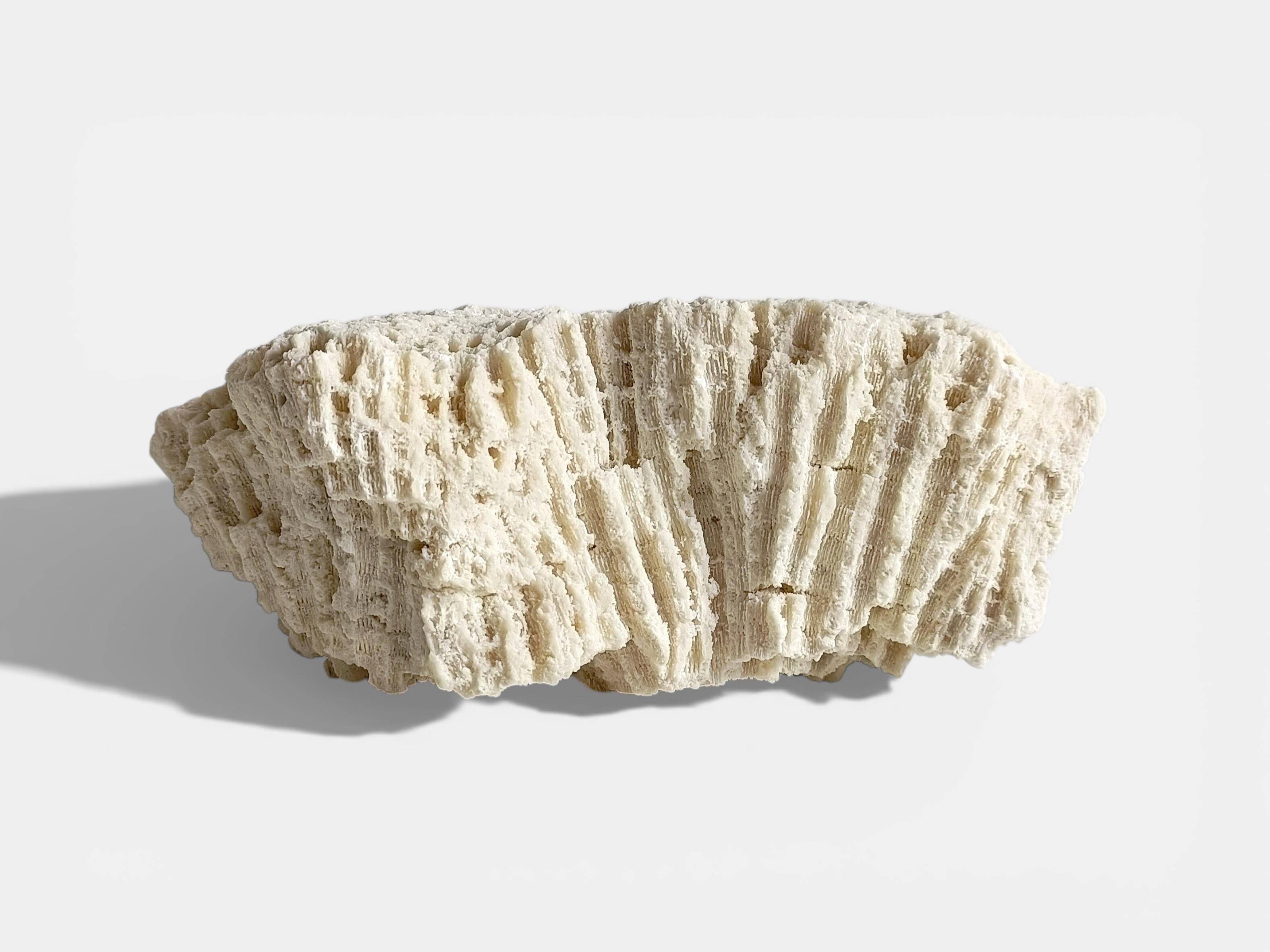 Sculptural White Coral Fossil, Organic Modern Decor from South Asia