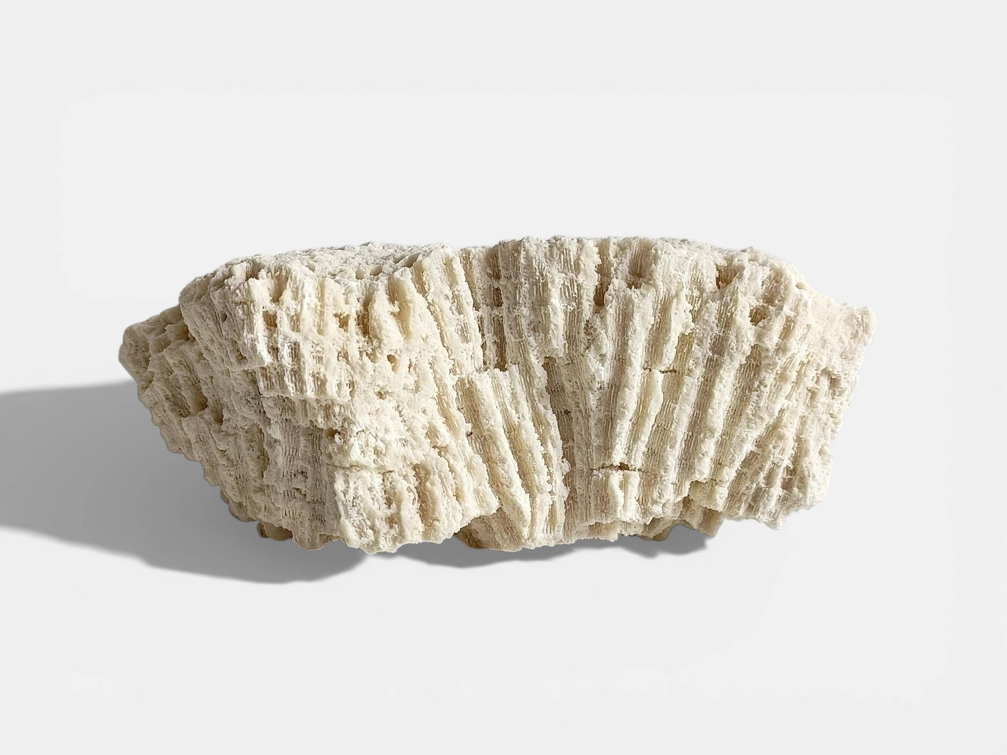 Sculptural White Coral Fossil, Organic Modern Decor from South Asia