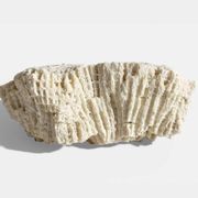 Sculptural White Coral Fossil, Organic Modern Decor from South Asia