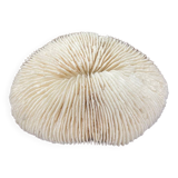 White coral