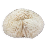 White coral