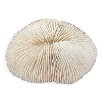 White coral
