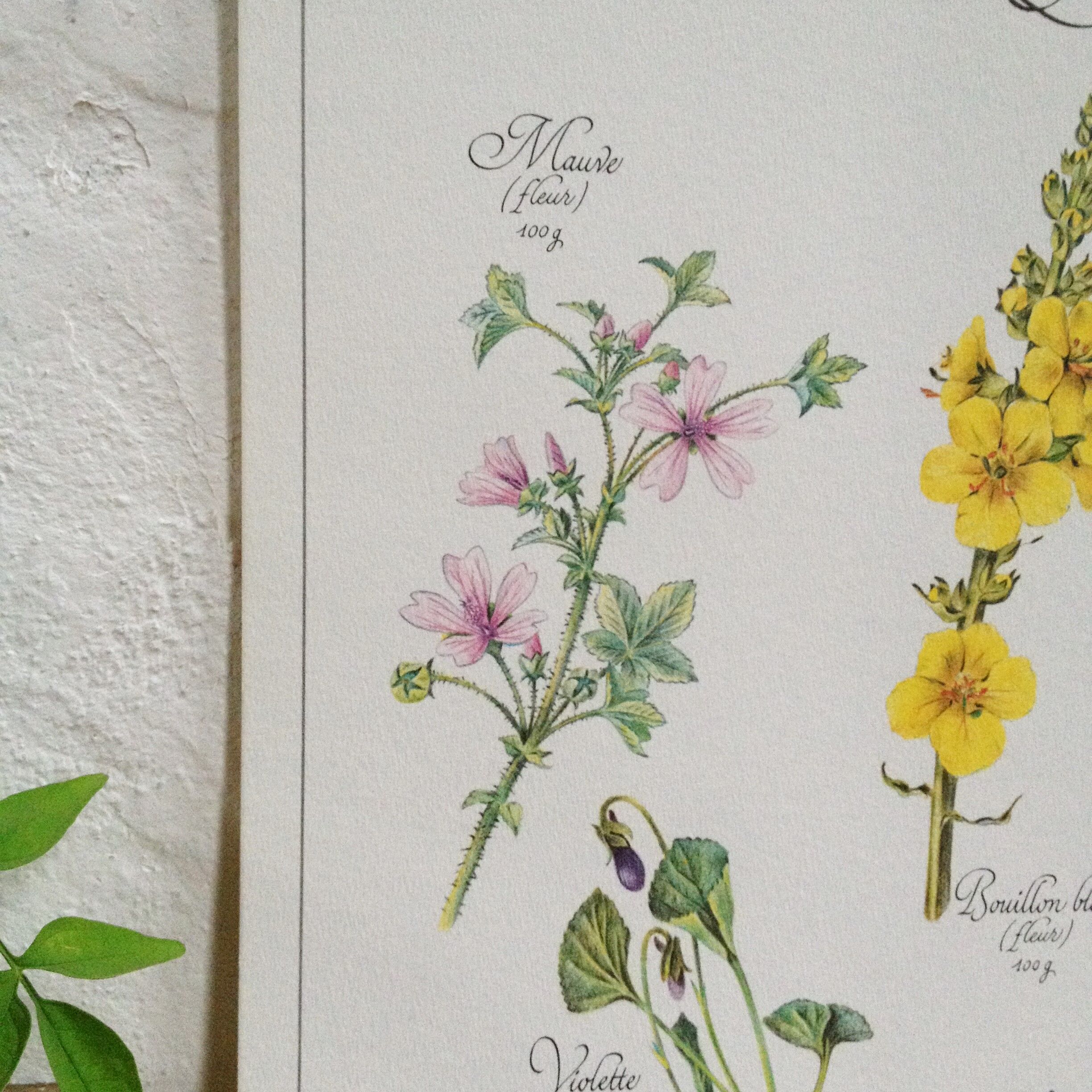 Botanical plate tisane