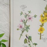 Planche botanique tisane