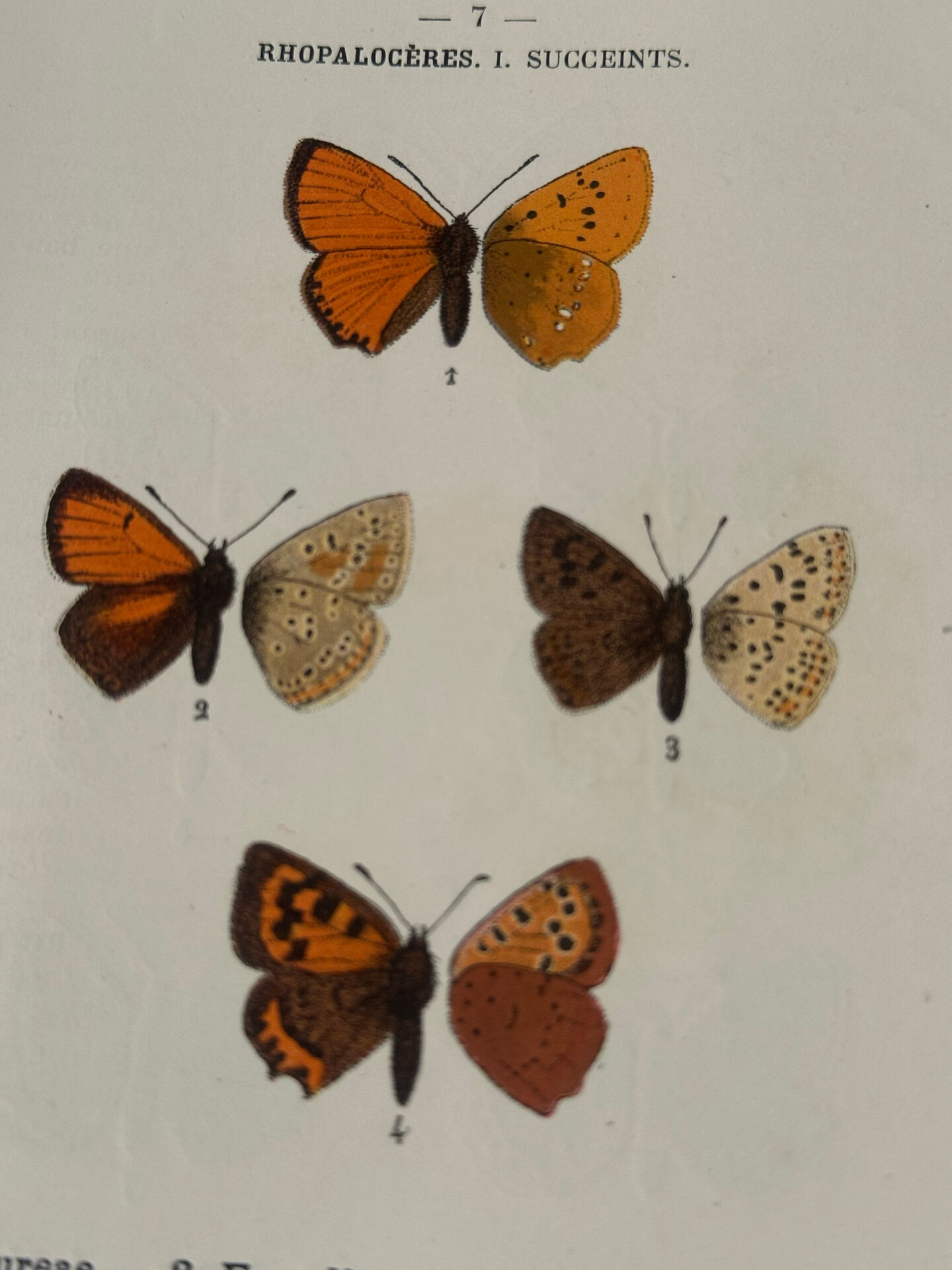 Planche Botanique Gravure Papillon naturaliste ancienne 19eme