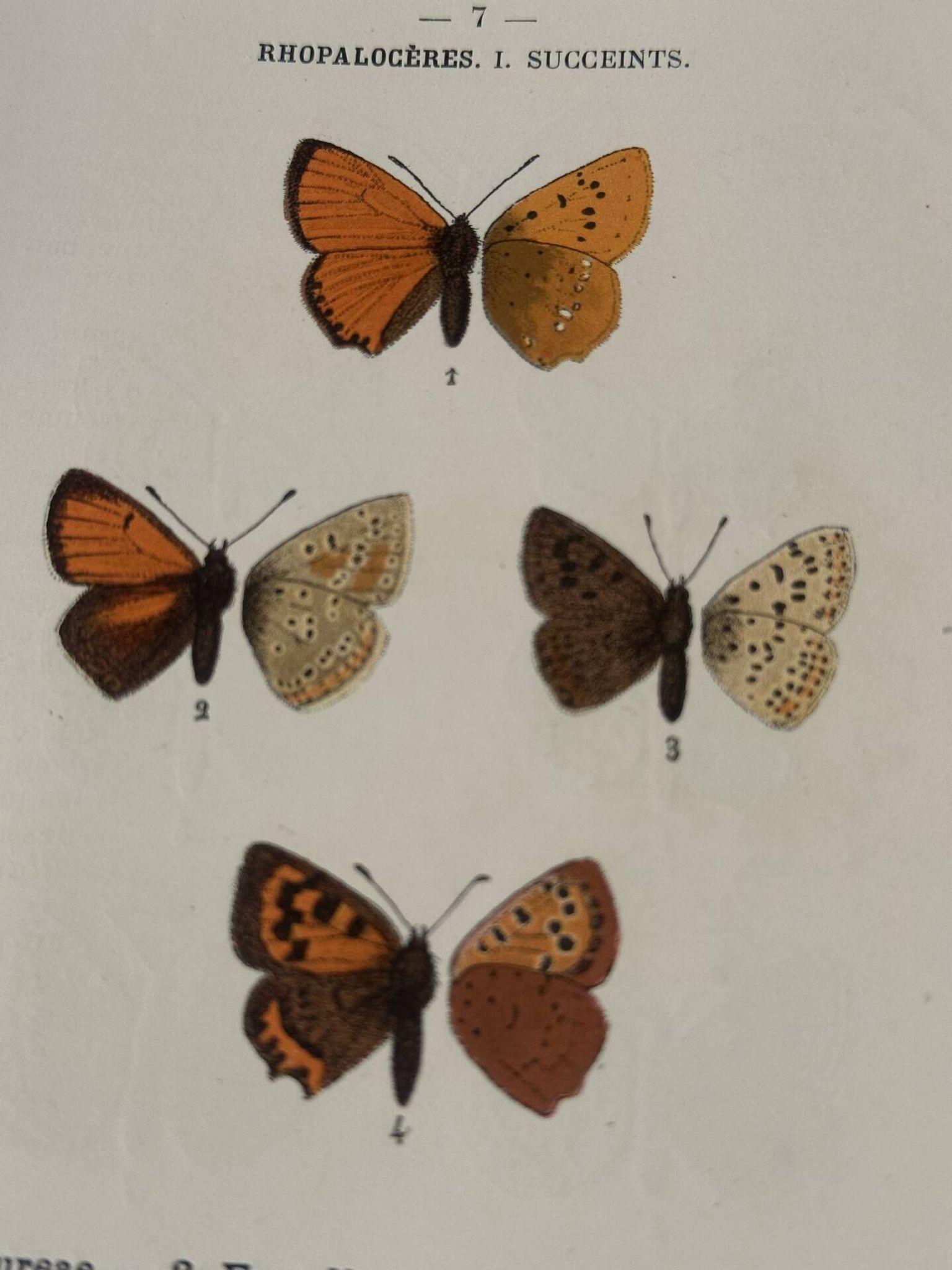 🦋 Botanical Plate Engraving of a Butterfly, 19th Century Naturalist