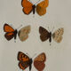 Planche Botanique Gravure Papillon naturaliste ancienne 19eme
