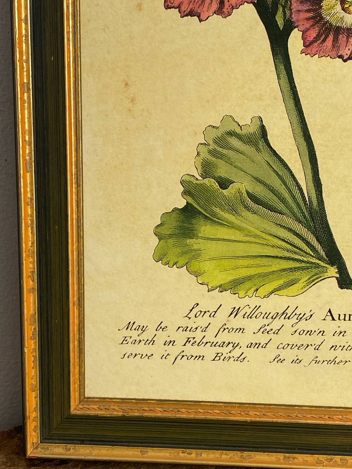 Botanical poster Auricula, after J.Duke