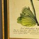 Botanical poster Auricula, after J.Duke