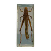 Locust inclusion vintage resin