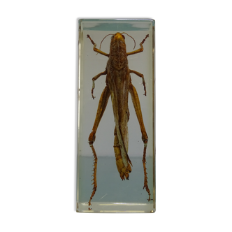 Locust inclusion vintage resin