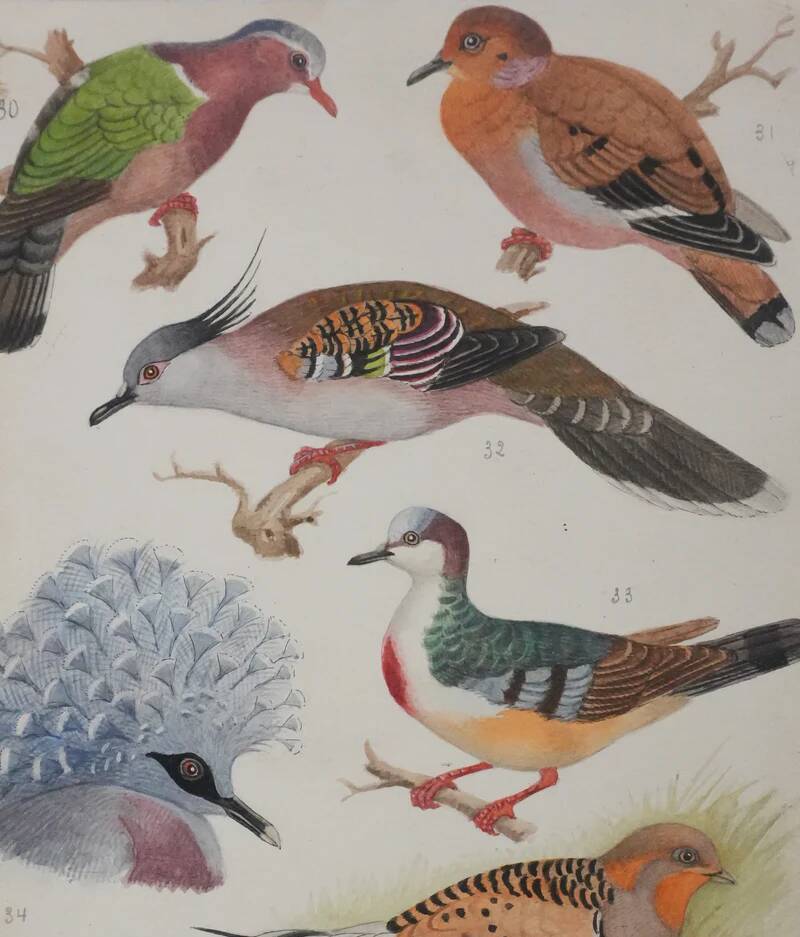 Louis DELAPCHIER: Doves, Sandgrouse and Turtle Dove, original signed watercolor