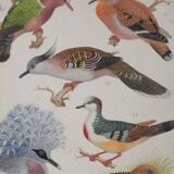 Louis DELAPCHIER: Doves, Sandgrouse and Turtle Dove, original signed watercolor