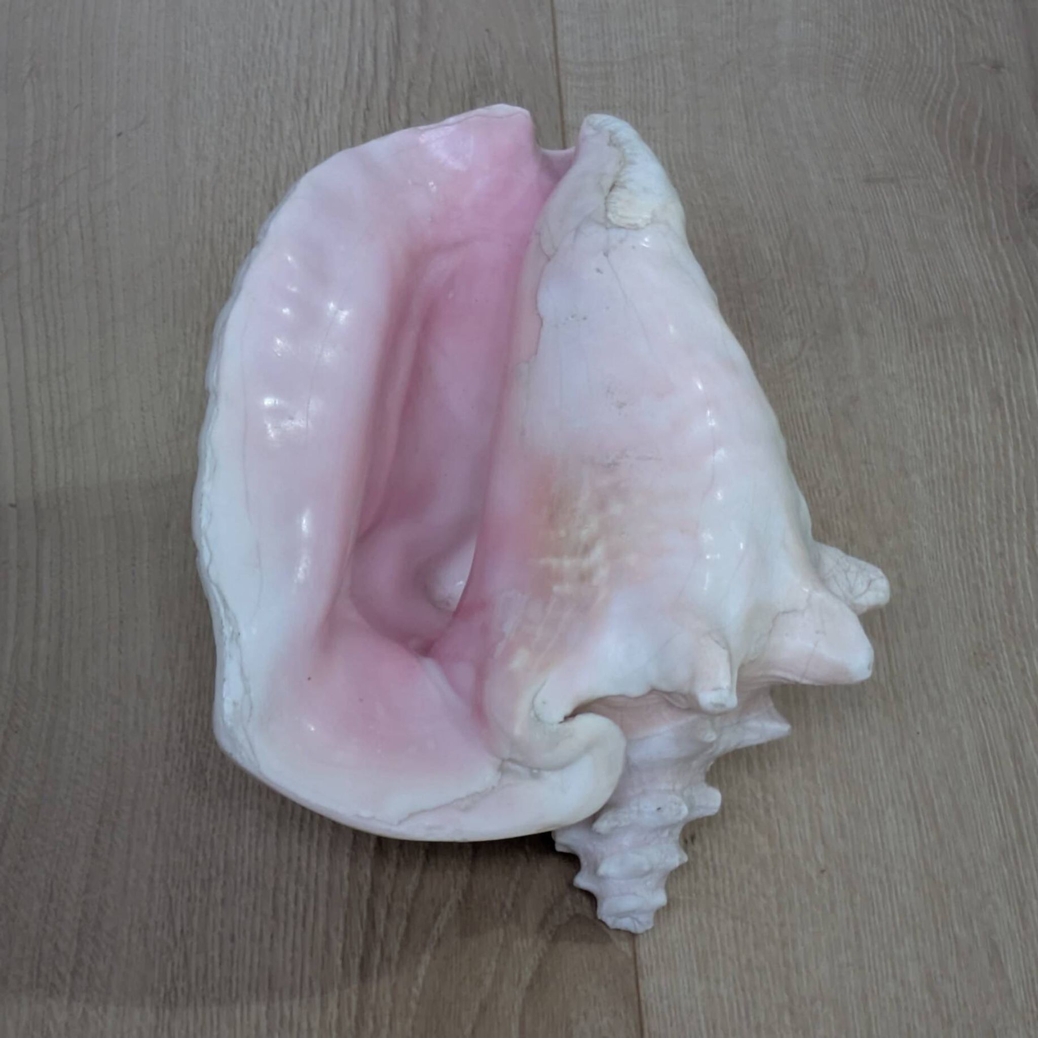Heavy Marine Shell "Lambi" (Strombus Gigas) - Pink Interior - 1.37 kg