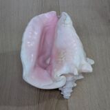 Heavy Marine Shell "Lambi" (Strombus Gigas) - Pink Interior - 1.37 kg