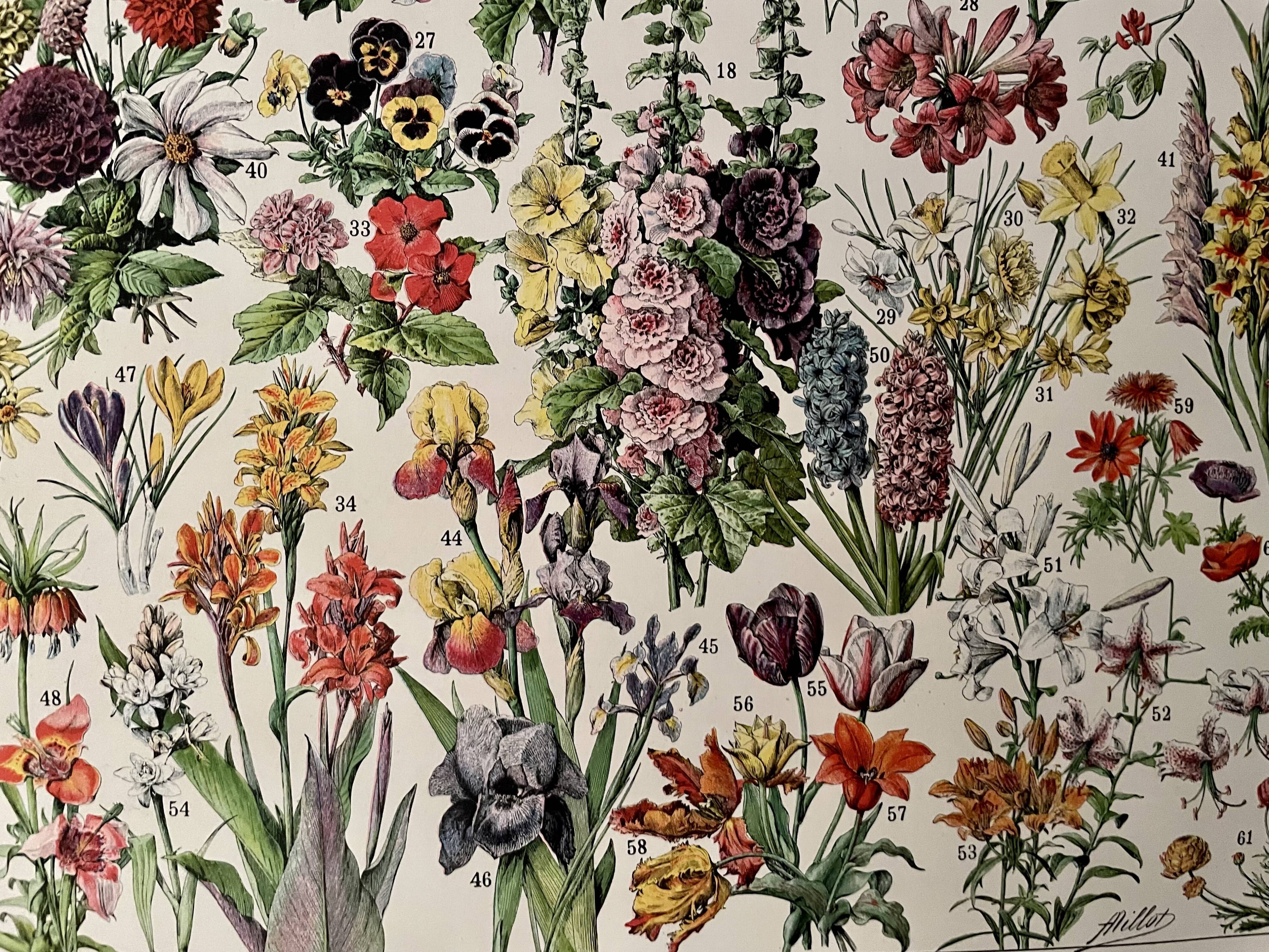 Lithograph on flowers from 1928, annuals and biennials plants