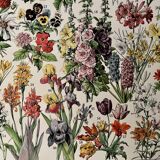 Lithograph on flowers from 1928, annuals and biennials plants