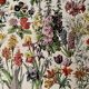 Lithograph on flowers from 1928, annuals and biennials plants