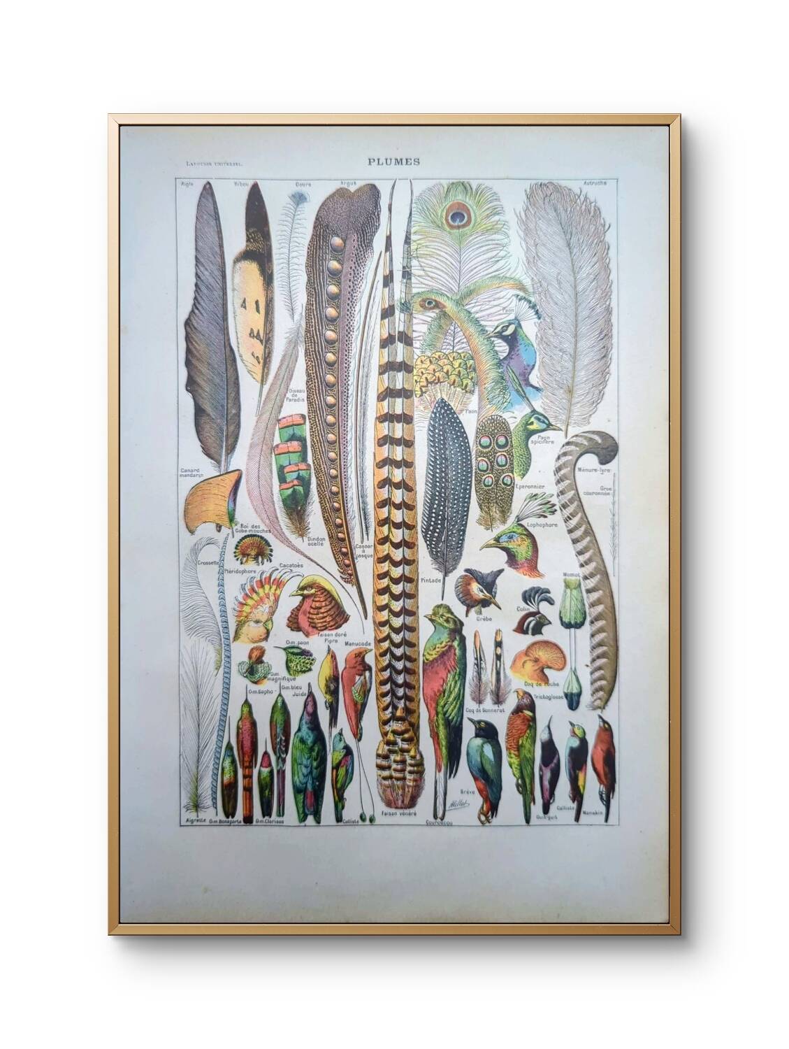 Printed in 1924, the feathers. Old naturalist illustration.