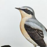 Old bird board from the 1960s - Wheatear - nature and countryside image