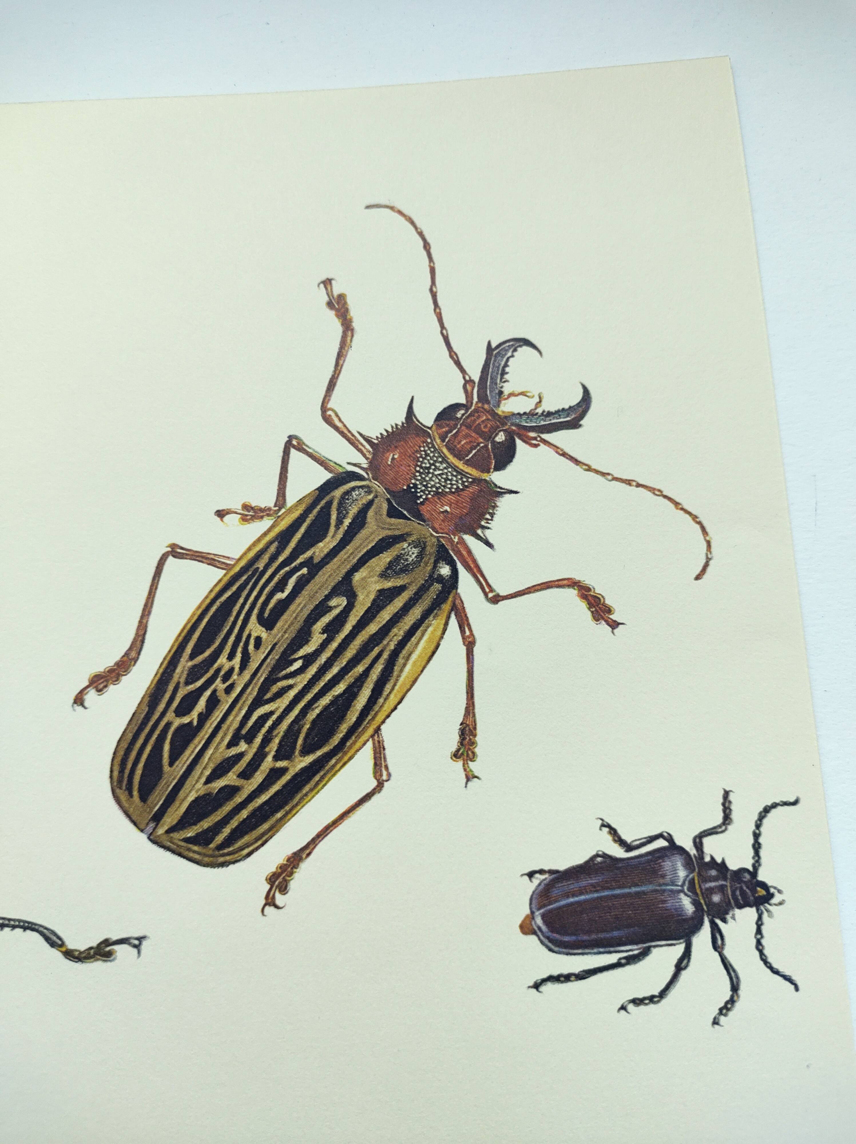 Antique plate - Acrocine beetle - Insect illustration 1970 Rosenhof