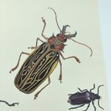 Antique plate - Acrocine beetle - Insect illustration 1970 Rosenhof