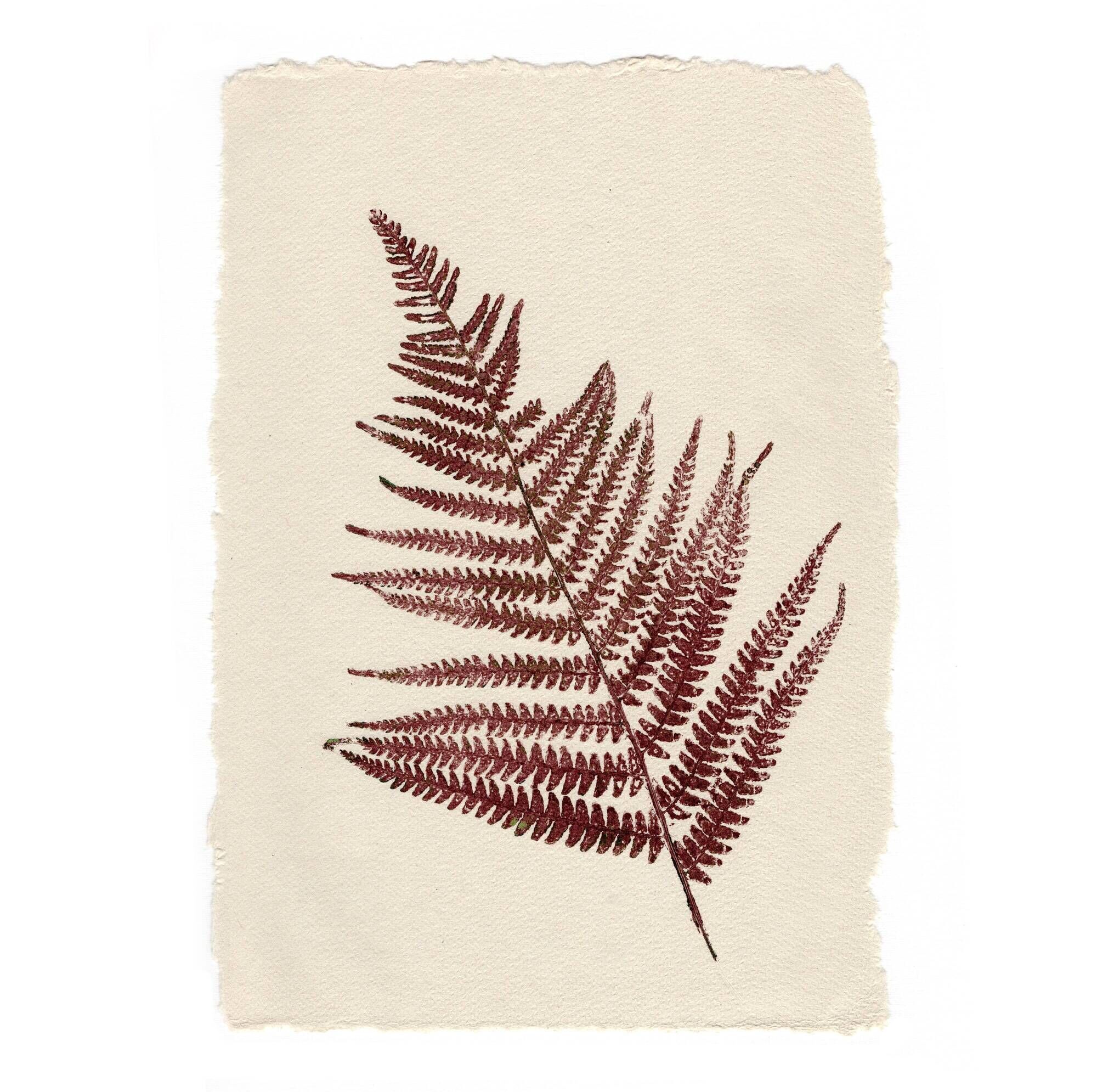 Collection of 4 herbarium paper paintings signed Eawy.
