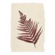Collection of 4 herbarium paper paintings signed Eawy.