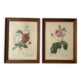 Pair of “rose” botanical board frames