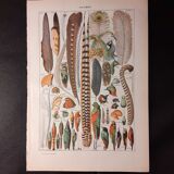 Lithographie sur les plumes de 1922