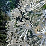Dandelion pendant light