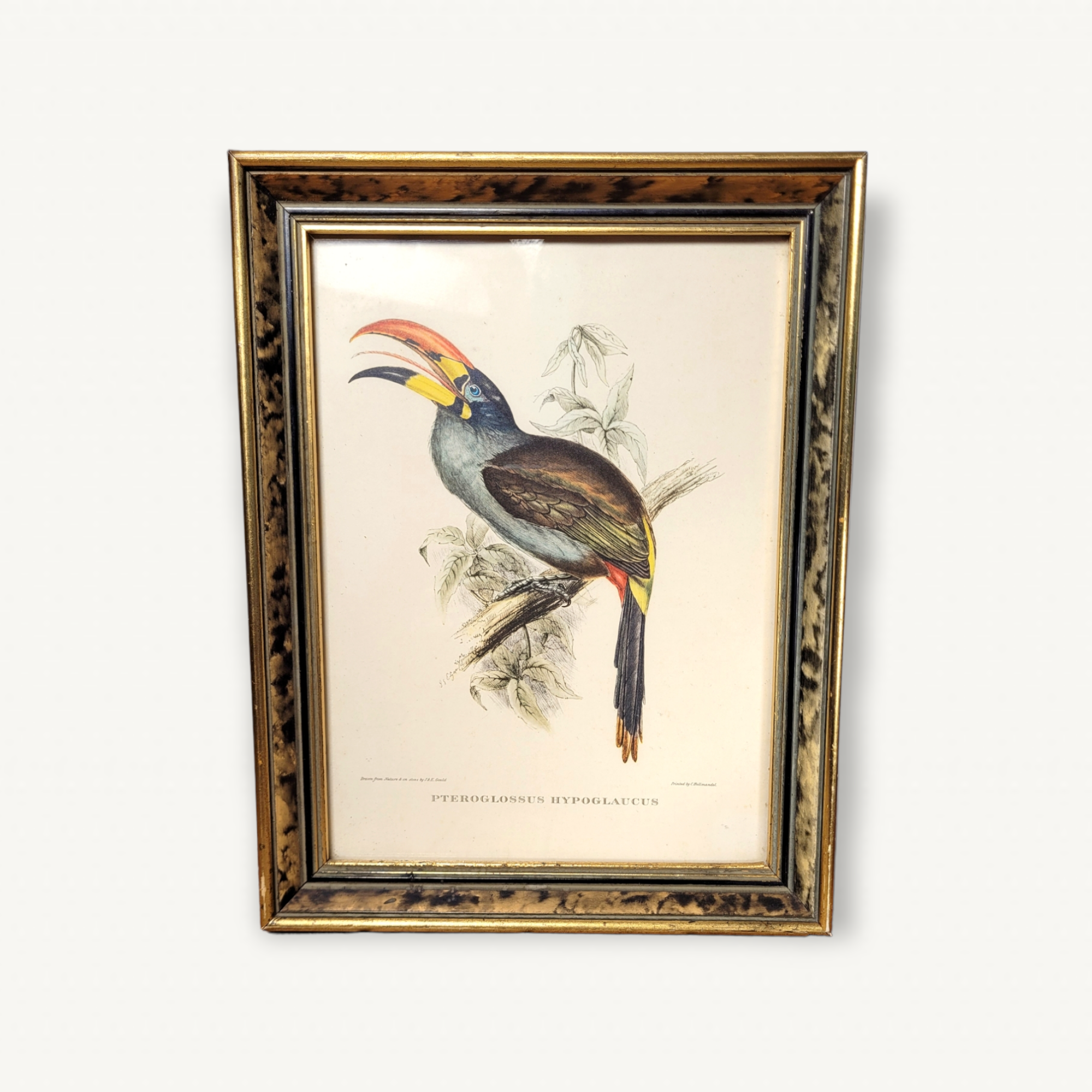 Painting tropical bird Aracari J. Gould
