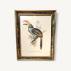 Painting tropical bird Aracari J. Gould