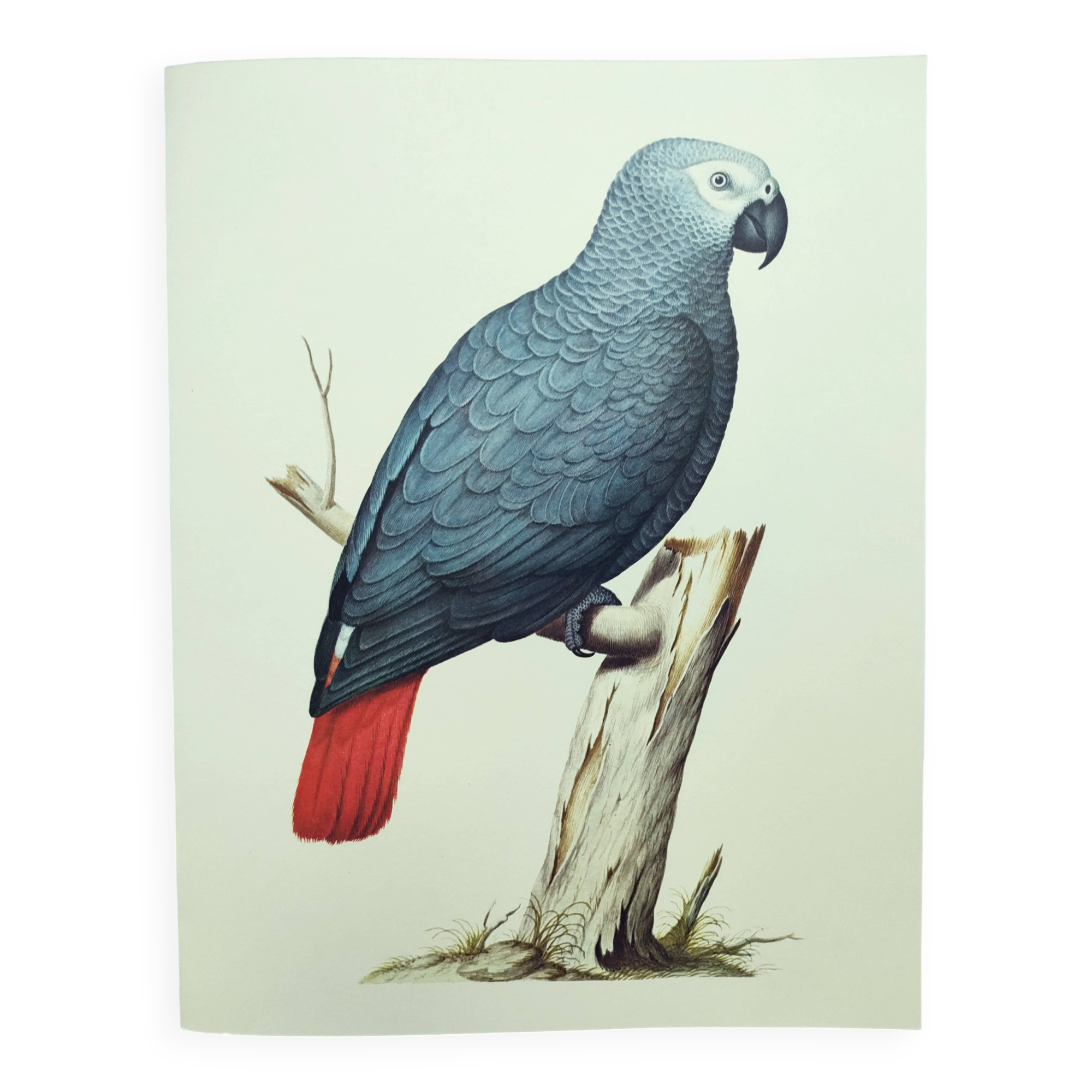 Old plate -Jaco or Grey Parrot- Animal illustration bird - vintage from 1970